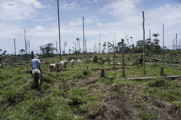 «<small class="fine d-inline"> </small>Casino doit cesser de vendre de la viande liée à la déforestation en Amazonie colombienne<small class="fine d-inline"> </small>»