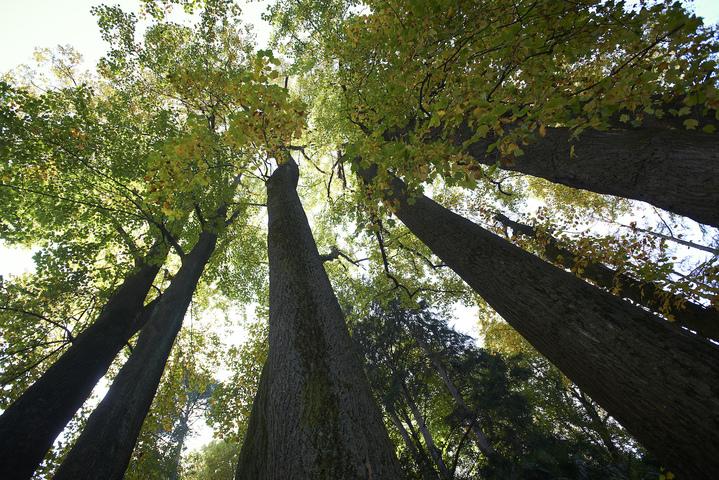 La place retrouvée des arbres parmi les vivants