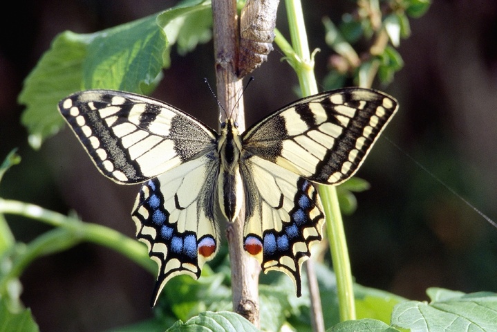 Tout comprendre à l'effondrement de la biodiversité