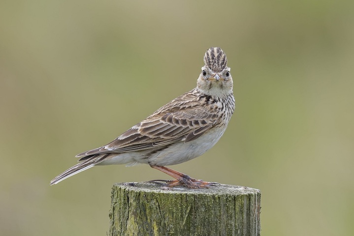 Oiseaux : l'autorisation des chasses traditionnelles de nouveau annulée