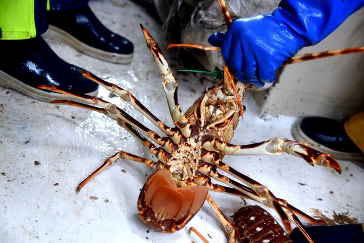 La langouste est de retour en Bretagne