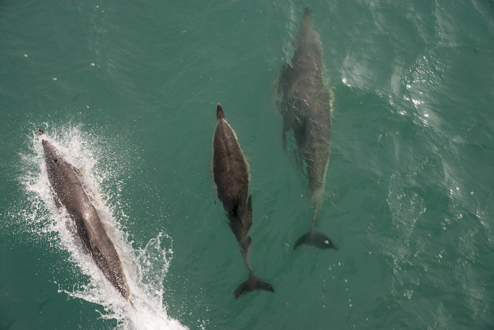 Dauphins tués : des <span class="caps">ONG</span> veulent interdire les chaluts