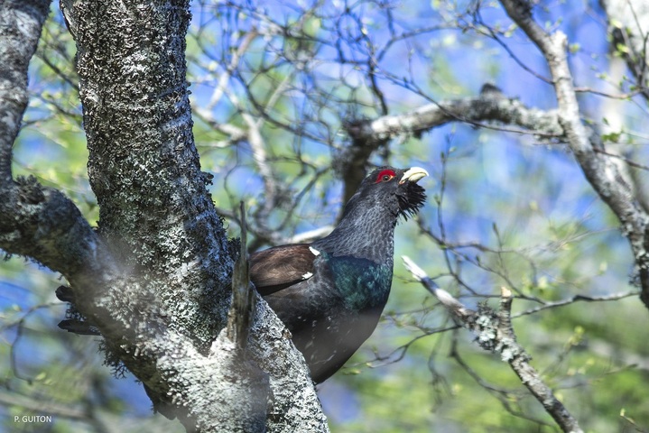 L'État sévèrement condamné pour avoir autorisé la chasse au lagopède alpin et au grand tétras