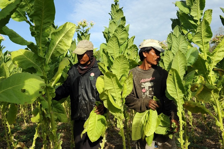 Pesticides, déchets... L'industrie du tabac détruit l'environnement