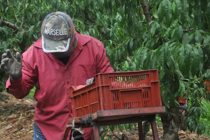 Les «<small class="fine d-inline"> </small>travailleurs détachés<small class="fine d-inline"> </small>» de l'agriculture peinent à obtenir justice