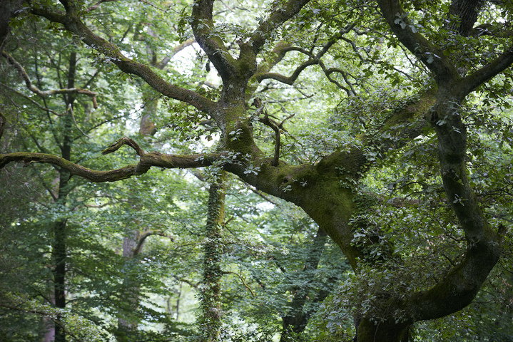 Les vieilles forêts, un trésor en danger