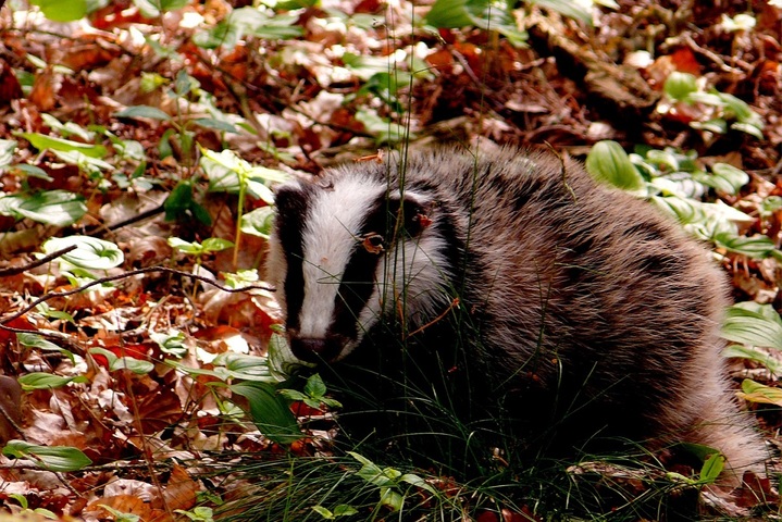 Pour sauver les blaireaux d'une chasse cruelle, il manque encore 7 000 signatures
