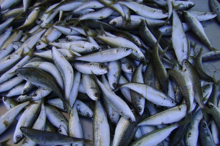 3 poissons sur 4 sont surpêchés en Méditerrannée et mer Noire