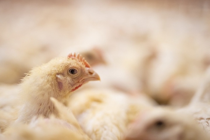 Ouvrez la cage aux poulets : l'avis de l'Agence sanitaire européenne 