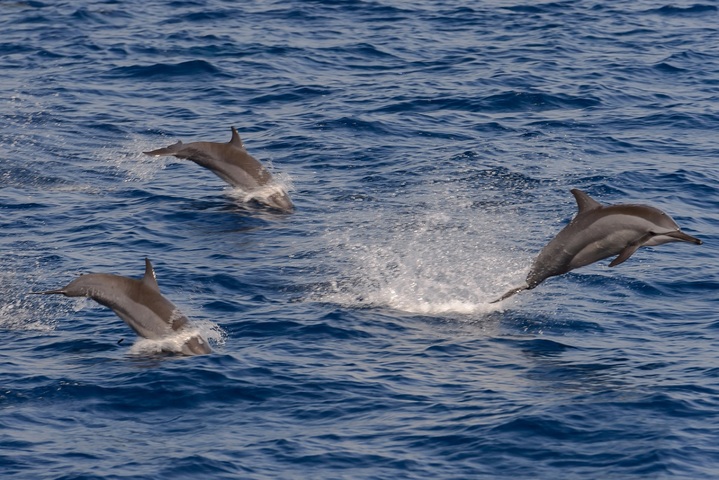 Justice : l'État bientôt contraint de protéger les dauphins<small class="fine d-inline"> </small>?
