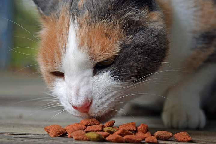 Croquettes, pâtées... Chiens et chats détraquent aussi le climat