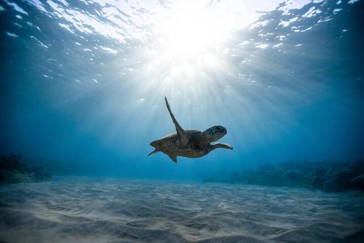 «<small class="fine d-inline"> </small>Émerveillons-nous devant la beauté de la mer, pour mieux la protéger<small class="fine d-inline"> </small>»