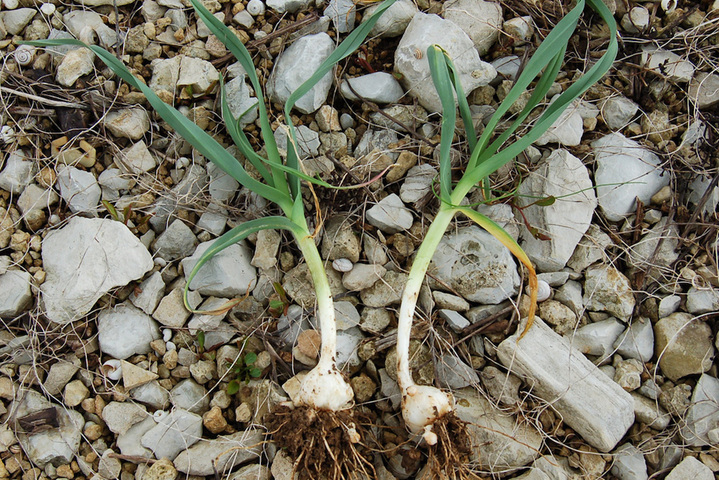 Vive le poireau perpétuel<small class="fine d-inline"> </small>!