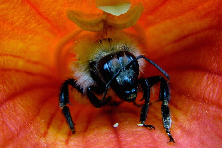 Le bilan très décevant de la loi sur la biodiversité