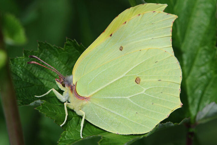 Le papillon «<small class="fine d-inline"> </small>citron<small class="fine d-inline"> </small>» règne sur le printemps timide du Jardin sans pétrole