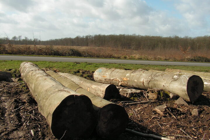 Dans le Nord, la forêt de Mormal est menacée par l'industrialisation