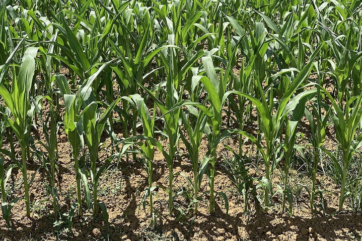 Même les sols cultivés en bio sont contaminés aux pesticides