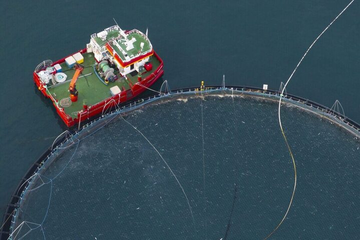 La mort d'un million de saumons en Islande réveille le débat sur les fermes à poissons