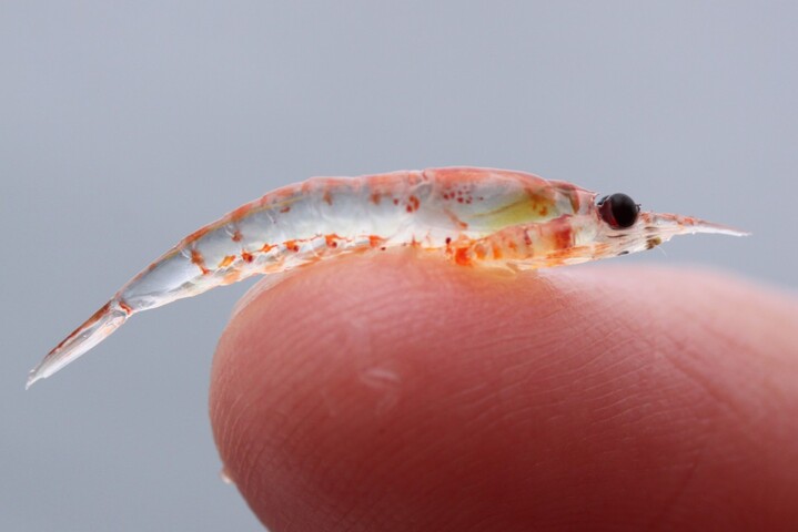 Pêche au krill : des <span class="caps">ONG</span> déposent un recours contre la certification «<small class="fine d-inline"> </small>durable<small class="fine d-inline"> </small>»