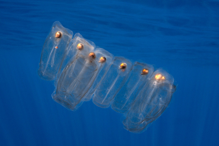 Un manifeste pour sauver le plancton, «<small class="fine d-inline"> </small>matrice de la vie sur Terre<small class="fine d-inline"> </small>»