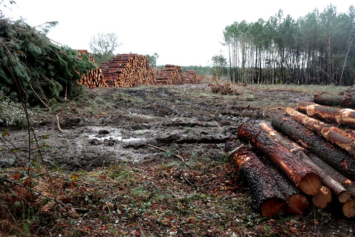 Monocultures et coupes rases : la forêt des Landes, un modèle à bout de souffle