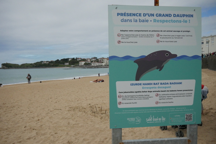 «<small class="fine d-inline"> </small>Il pourrait y avoir un accident<small class="fine d-inline"> </small>» : à Saint-Jean-de-Luz, une dauphine s'invite chez les baigneurs