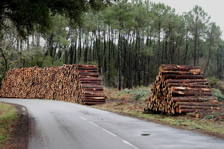 Forêts des Landes : un petit ver entraîne l'abattage de milliers de pins