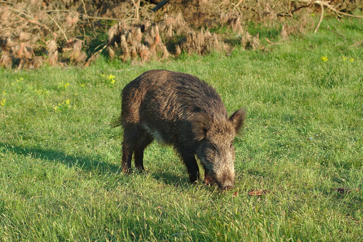 Sanglier mort en Bretagne : la faute aux algues vertes