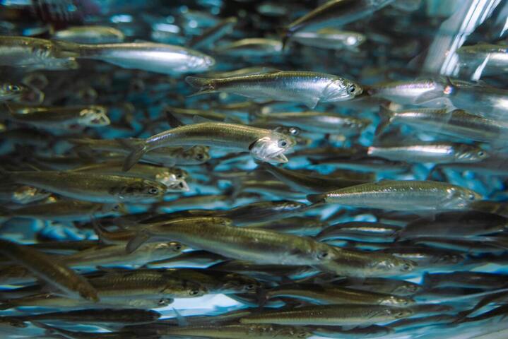 Saumon, hareng, cabillaud... les poissons contaminés par des <span class="caps">PFAS</span>