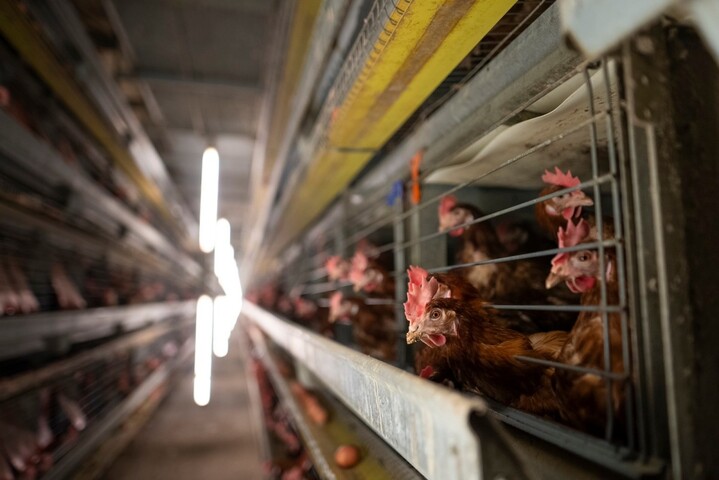 Œufs de poules en cage : malgré leurs promesses, les supermarchés continuent d'en vendre