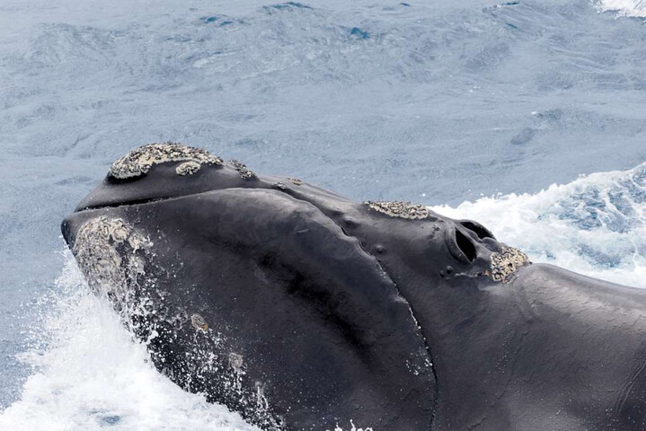Sans les humains, certaines baleines du Nord pourraient vivre jusqu'à 150 ans
