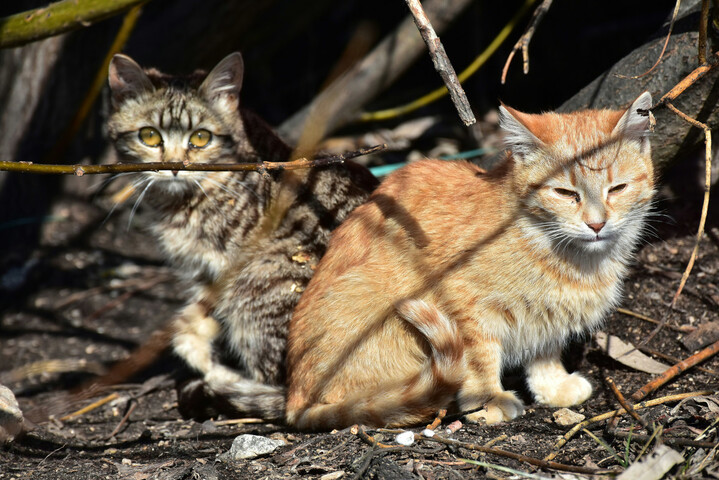 Animaux abandonnés : un été «<small class="fine d-inline"> </small>toujours aussi compliqué<small class="fine d-inline"> </small>»