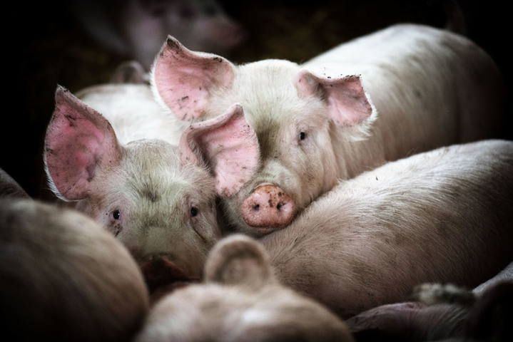 Une course au départ d'une porcherie : la dernière trouvaille de l'industrie porcine