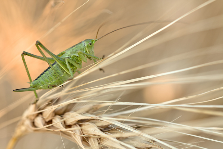 Guerres, trains : l'agriculture n'est pas la seule cause du déclin des insectes