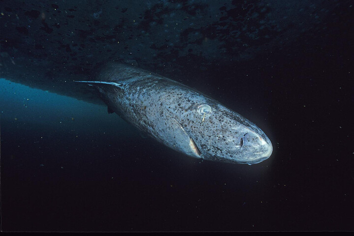Un septième des requins et des raies d'eau profonde sont menacés d'extinction 