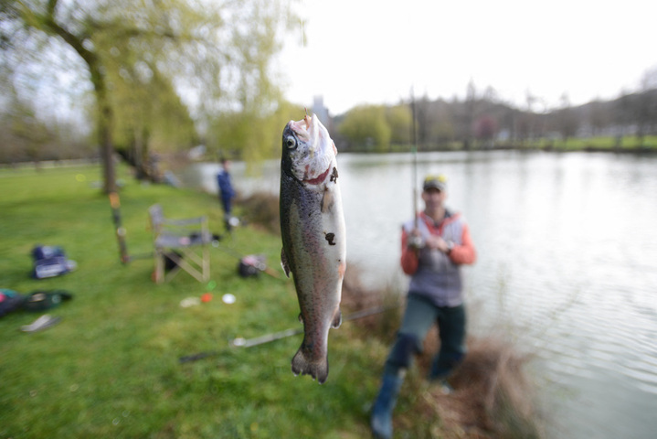 Lâchers de poissons d'élevage : une pratique de pêche nocive pour les rivières