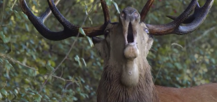 Reporterre sur France Inter : L'appel de la forêt