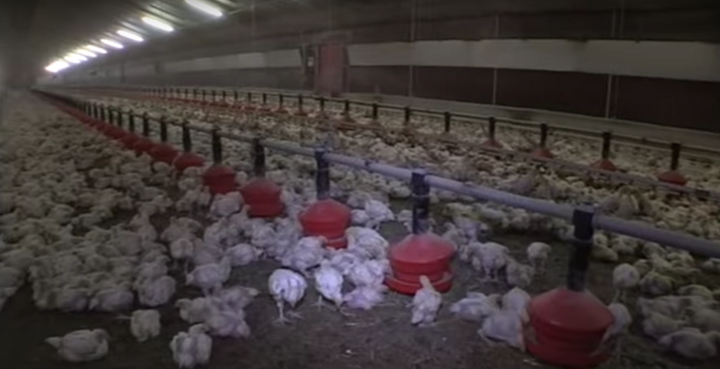 Tellement de poulets en batterie qu'ils sont considérés comme un marqueur de l'anthropocène 