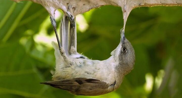 Le ministère de la Transition écologique veut autoriser le piégeage «<small class="fine d-inline"> </small>cruel<small class="fine d-inline"> </small>» des oiseaux