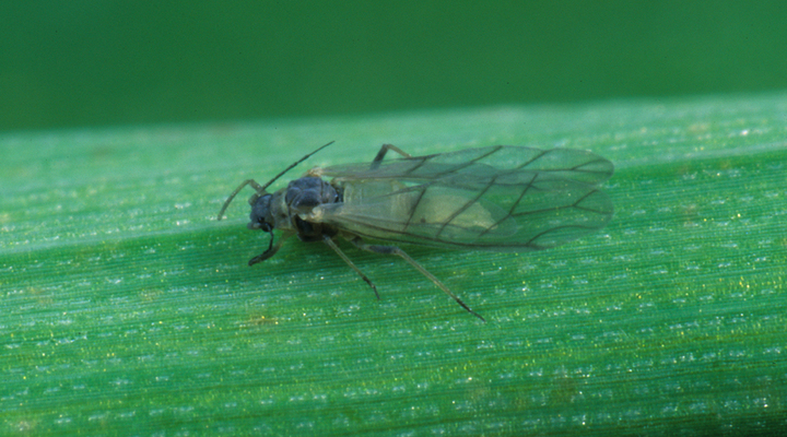 Avec le réchauffement climatique, les insectes nuisibles vont ravager plus de cultures