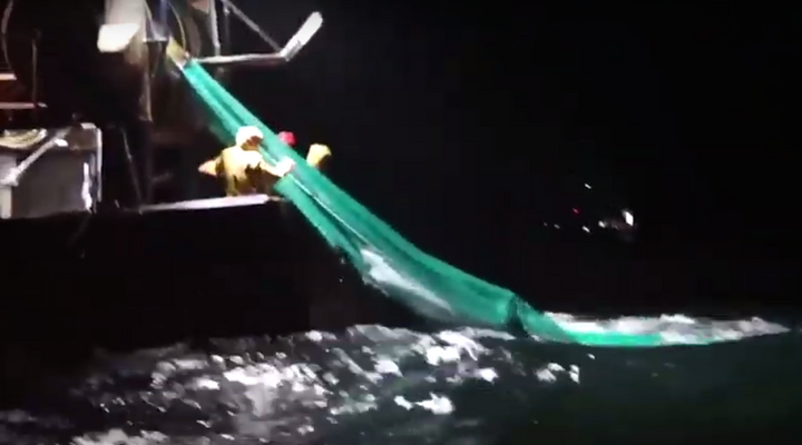 La pêcherie française cause la mort de milliers de dauphins, selon Sea Sphepherd