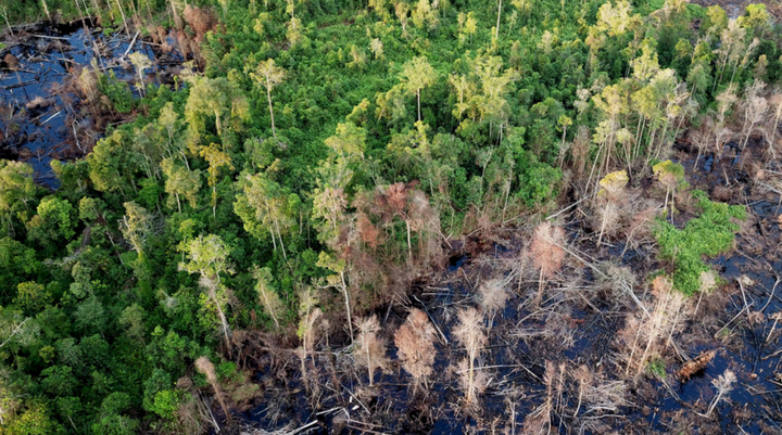 La restauration des forêts tropicales dégradées est possible, selon une étude