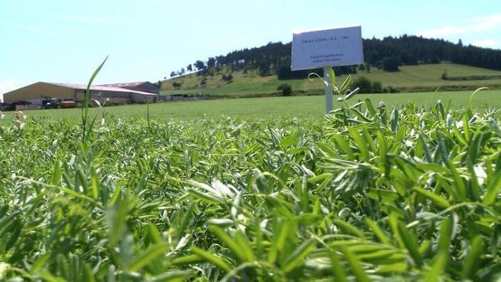 Lentilles, pois chiche et flageolets, les nouveaux aliments à la mode