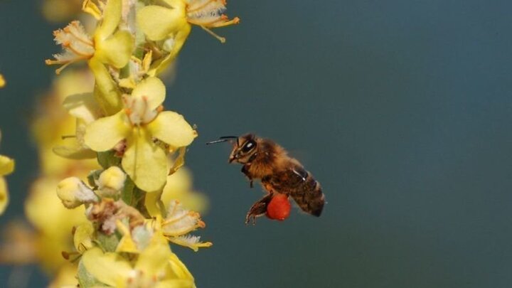 L'Institut de l'abeille «<small class="fine d-inline"> </small>en voie de disparition<small class="fine d-inline"> </small>», alertent ses salariés