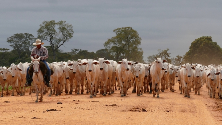 Au Brésil, la déforestation s'accélère