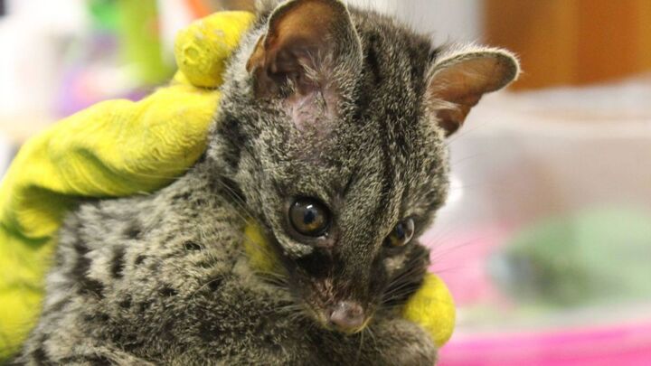 Le centre de soins pour animaux de Buoux a rouvert