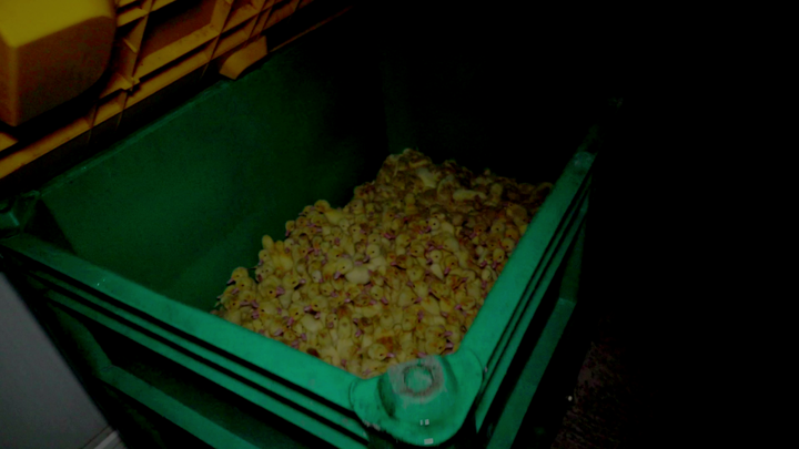 L214 dénonce la production de foie gras, une «<small class="fine d-inline"> </small>pure cruauté<small class="fine d-inline"> </small>»