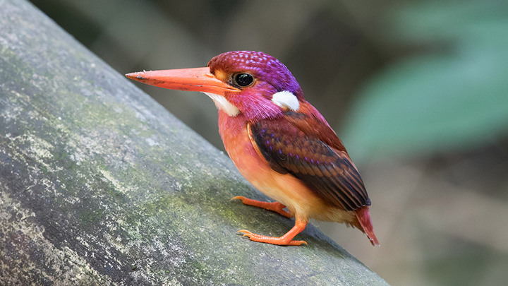 Le jeune d'une espèce rarissime d'oiseau photographié pour la première fois
