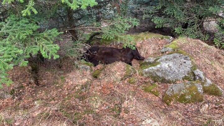 L'ours pyrénéen Cachou retrouvé mort en Espagne