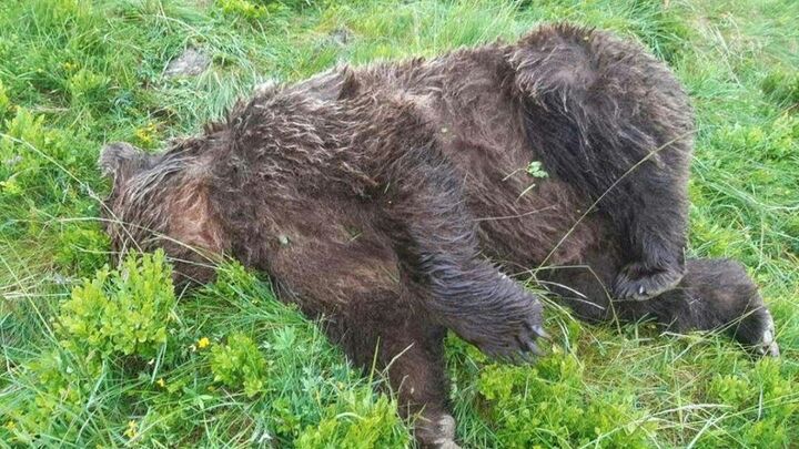Un ours a été abattu par balles dans l'Ariège